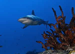 Reef shark makes a cruise along the reeff at El Dorado - ... by Steven Anderson 